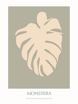 Monstera - 02