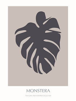 Monstera - 02