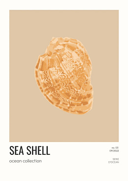 Sea shell - 03