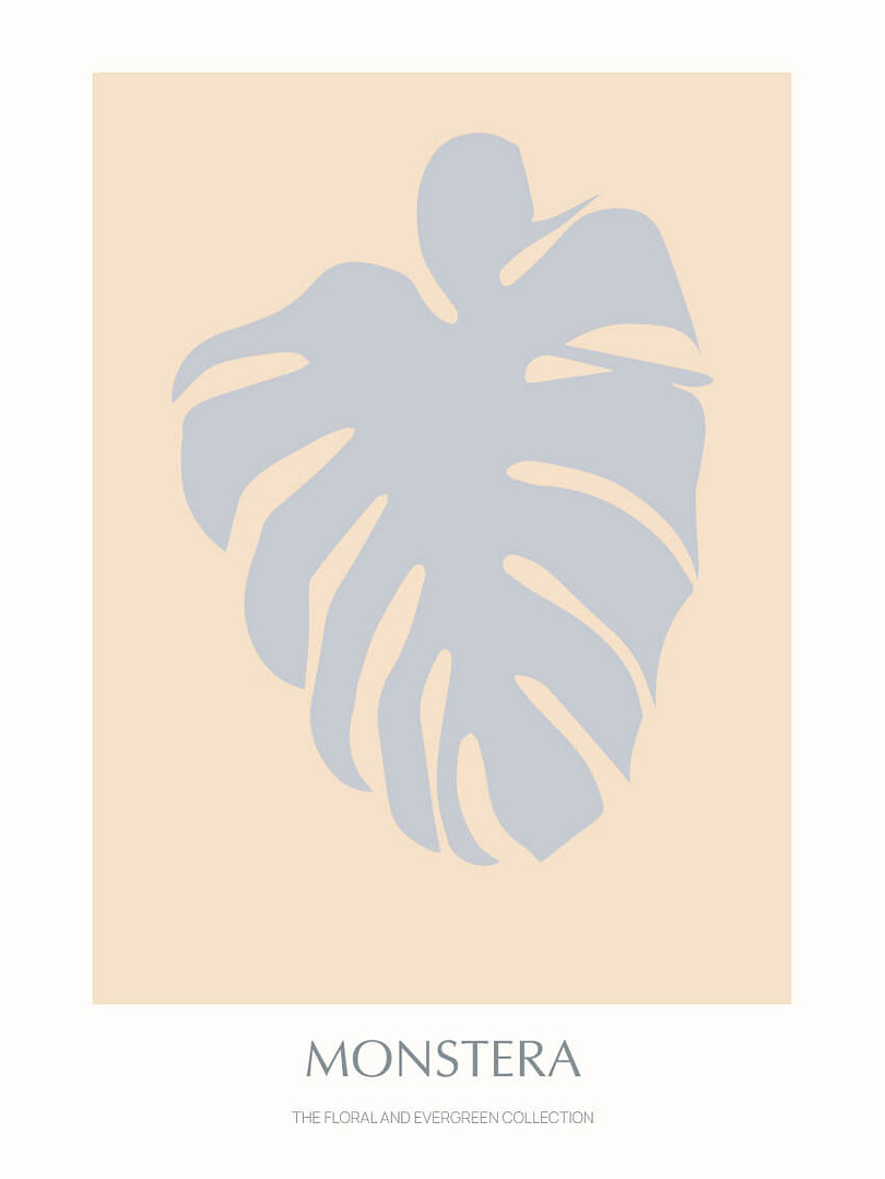 Monstera - 02