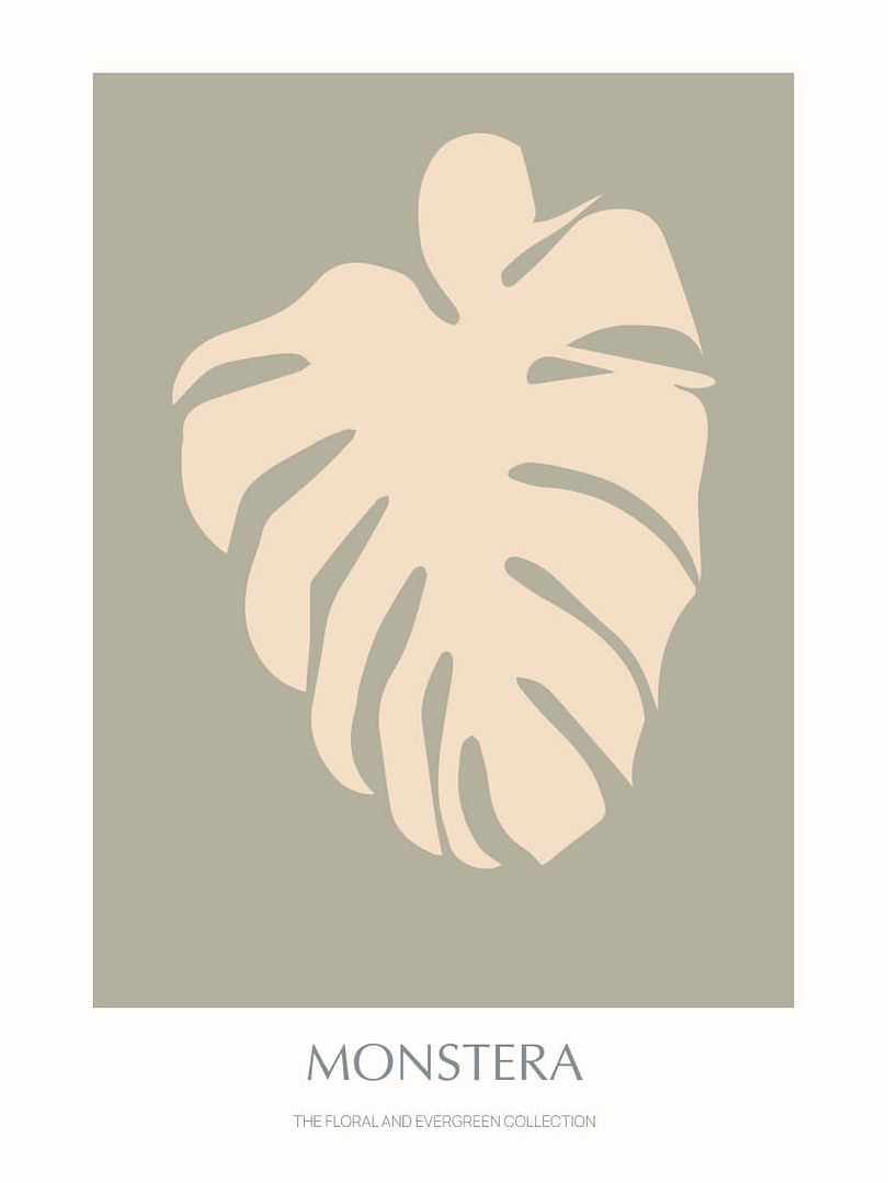 Monstera - 02